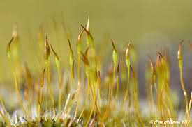 Attēlu rezultāti vaicājumam “Tortula muralis sporophyte”