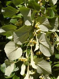 Attēlu rezultāti vaicājumam “Tilia tomentosa flower”
