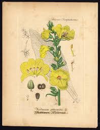 Image result for Verbascum phlomoides