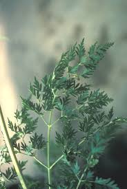 Attēlu rezultāti vaicājumam “Peucedanum palustre flower”