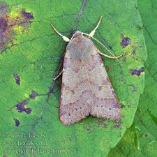 Attēlu rezultāti vaicājumam “Agrochola helvola”