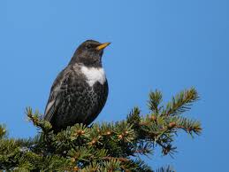 Image result for Turdus torquatus