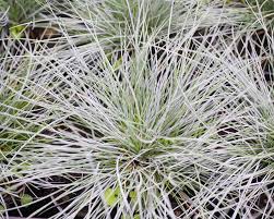 Attēlu rezultāti vaicājumam “Festuca rubra subsp. rubra fruit”