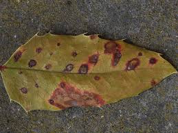 Attēlu rezultāti vaicājumam “Puccinia agrostidis”