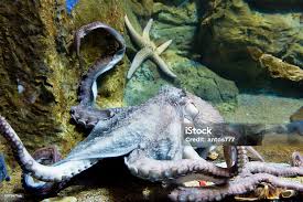 Image result for Enteroctopus dofleini