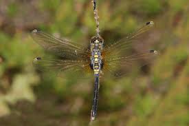 Attēlu rezultāti vaicājumam “Leucorrhinia albifrons female”