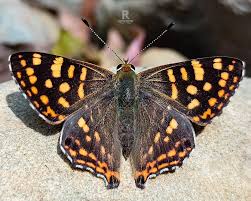 Attēlu rezultāti vaicājumam “Papilio machaon upperside”