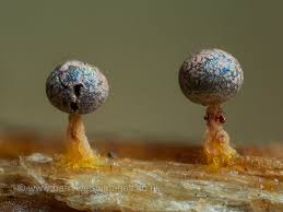 Attēlu rezultāti vaicājumam “Physarum bryocorticola macro”