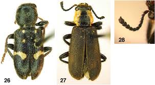 Attēlu rezultāti vaicājumam “Cleridae”