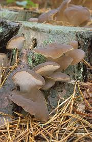 Attēlu rezultāti vaicājumam “Pseudohydnum gelatinosum”