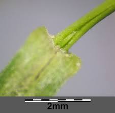 Attēlu rezultāti vaicājumam “Poa angustifolia”