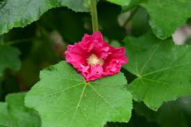 Attēlu rezultāti vaicājumam “Alcea rosea leaf”