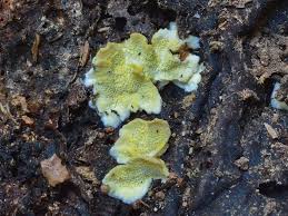 Attēlu rezultāti vaicājumam “Flaviporus citrinellus”