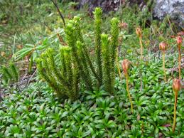 Attēlu rezultāti vaicājumam “Huperzia selago”