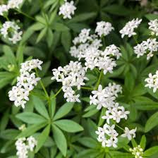 Attēlu rezultāti vaicājumam “Galium odoratum flower”