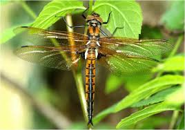 Attēlu rezultāti vaicājumam “Epitheca bimaculata”