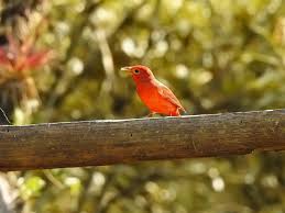 Image result for Piranga rubra