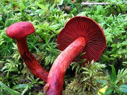 Attēlu rezultāti vaicājumam “Cortinarius sanguineus”