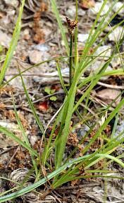 Attēlu rezultāti vaicājumam “Carex loliacea”