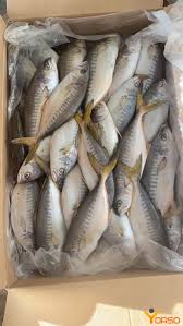 Image result for Lichia amia