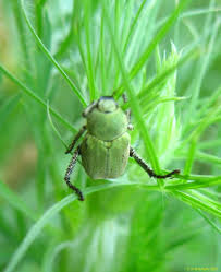 Attēlu rezultāti vaicājumam “Hoplia parvula”
