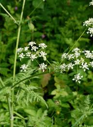 Attēlu rezultāti vaicājumam “Anthriscus sylvestris bud”