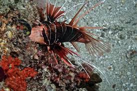 Image result for Pterois radiata