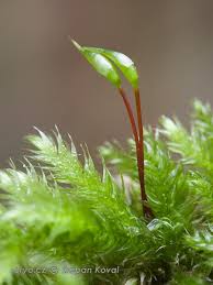 Attēlu rezultāti vaicājumam “Brachythecium salebrosum”