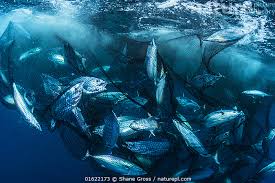 Image result for Katsuwonus pelamis