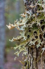 Attēlu rezultāti vaicājumam “Lobaria pulmonaria”