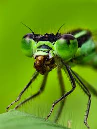 Attēlu rezultāti vaicājumam “macro”