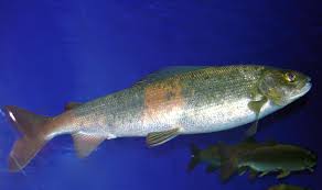 Image result for Thymallus thymallus