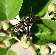 Attēlu rezultāti vaicājumam “Eumenes sp.”