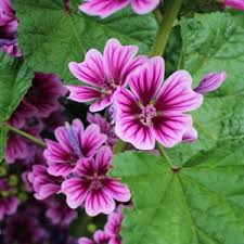 Image result for Malva sylvestris