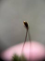 Attēlu rezultāti vaicājumam “Sciuro-hypnum reflexum sporophyte”