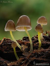 Attēlu rezultāti vaicājumam “Mycena viscosa”
