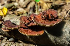 Attēlu rezultāti vaicājumam “Hymenochaete rubiginosa”