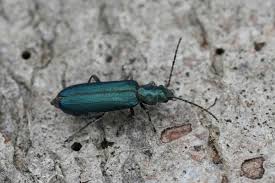 Attēlu rezultāti vaicājumam “Anogcodes melanurus”