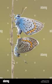 Attēlu rezultāti vaicājumam “Plebejus argus”