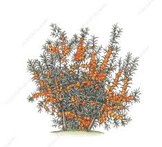 Attēlu rezultāti vaicājumam “Hippophae rhamnoides”
