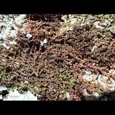 Attēlu rezultāti vaicājumam “Frullania fragilifolia”