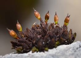 Attēlu rezultāti vaicājumam “Orthotrichum anomalum”