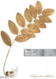 Attēlu rezultāti vaicājumam “Polygonatum multiflorum  leaf”