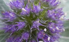 Attēlu rezultāti vaicājumam “Eryngium maritimum”