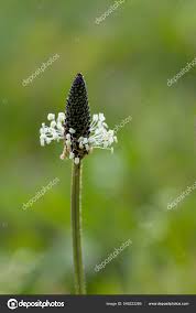 Attēlu rezultāti vaicājumam “Plantago major flower”