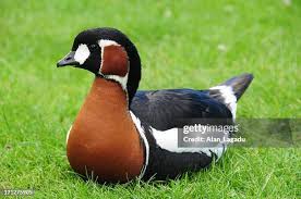 Attēlu rezultāti vaicājumam “Branta ruficollis”