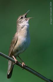 Image result for Locustella luscinioides