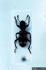 Attēlu rezultāti vaicājumam “Thanasimus formicarius”