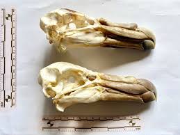 Attēlu rezultāti vaicājumam “Didymium verrucisporum stalked”