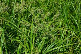 Attēlu rezultāti vaicājumam “Scirpus sylvaticus leaf”